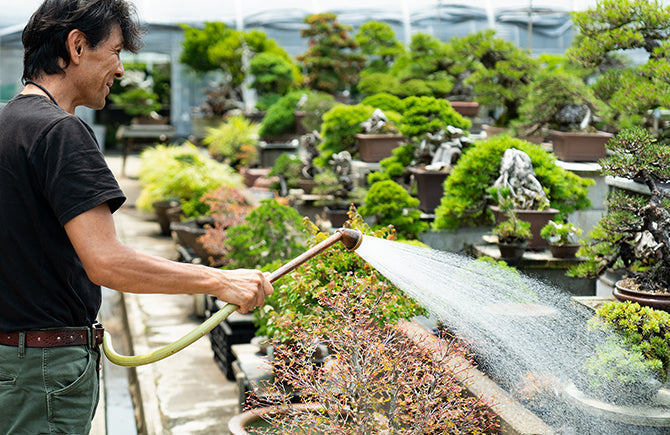 枯らさない水やりから育てる水やりへ。樹種別の水やり方法。