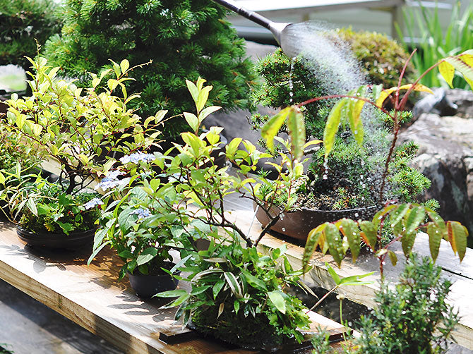 7月 現在の盆栽の状態