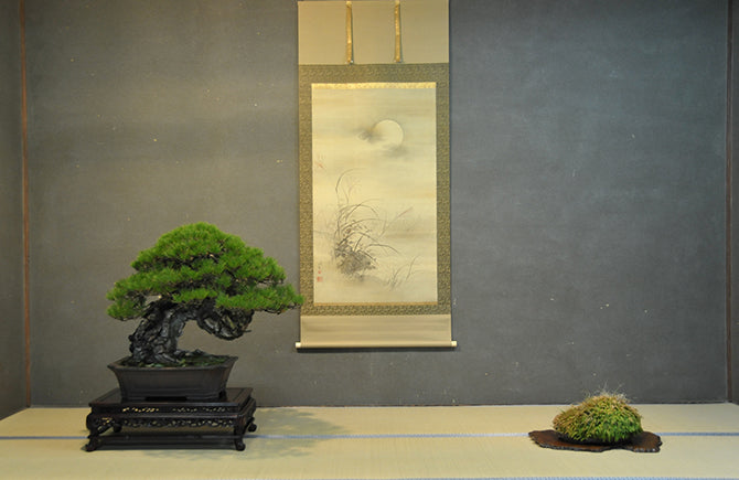 正しい盆栽の飾り方