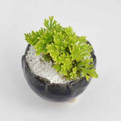 草盆栽・山野草 – 盆栽妙 本店