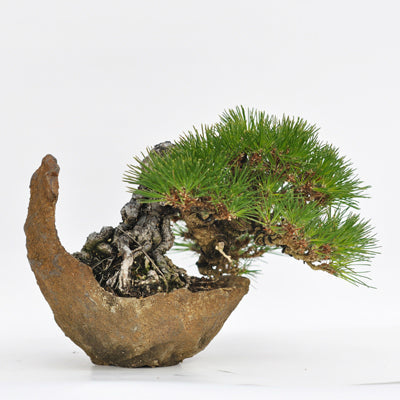 黒松の育て方 – 盆栽妙 本店