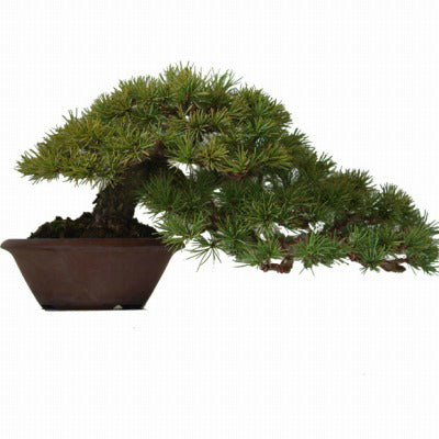 A-BONSAI Moyogi Goyomatsu （五葉松 高45cm） – J-和