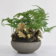 トキワシノブ（石化）　シダの鉢植え　大株　山野草 トキワシノブ（石化） シダの鉢植え 大株 山野草 （トキワシノブ