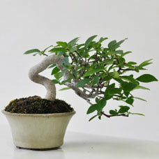 1377592671521c655f6d37e_201308