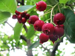 ザイフリボク – 盆栽妙 本店