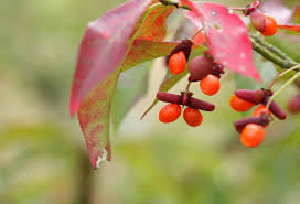盆栽：錦木（ニシキギ）*現品 にしきぎ Euonymus alatus