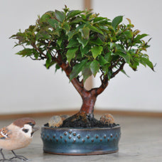 三河盆栽　ヒメシャラ　盆栽 ヒメシャラ | 株式会社 四季彩グリーン