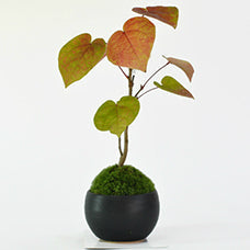 マルバノキ（丸葉の木） – 盆栽妙 本店