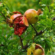 盆栽【ザクロ】 ザクロ。ザクロの盆栽、ミニ盆栽 1584