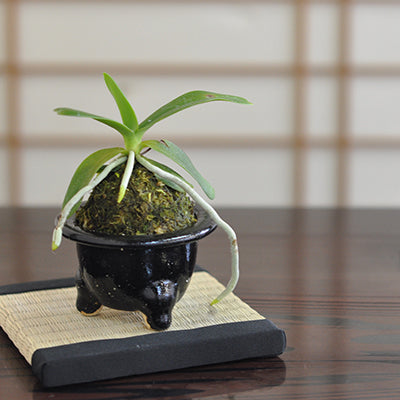 蘭　【ナゴラン】斑入り葉 ナゴラン 名護蘭 明丸縞 Sedirea Japonica Minmaru-Shima – シード園芸