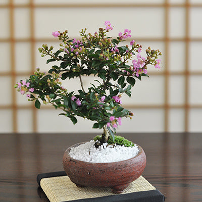 サルスベリ – 盆栽妙 本店