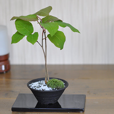 シラキ/白木【現品発送】管理70835 楽天市場】◎現品発送◎【落葉樹:シラキ(白木) 単木 根巻 1.5m】 落葉