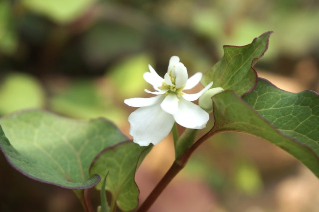 ドクダミ – 盆栽妙 本店