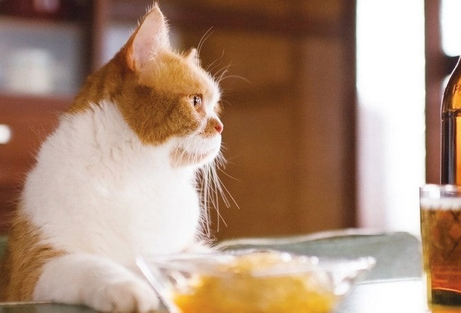 ふてにゃんは盆栽が大好き