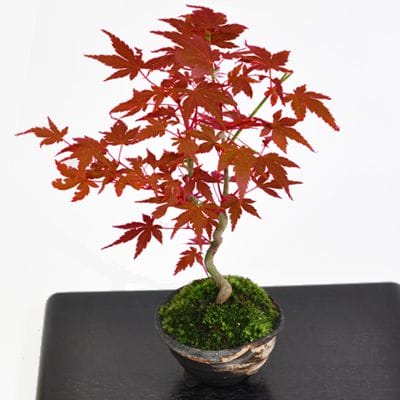 紅葉する盆栽の育て方 – 盆栽妙 本店