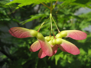 本当はかえるの手?!