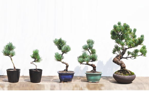 旭の光 中型盆栽 健康的な幹 旭の光 中型盆栽 健康的な幹 旭の光 あさひのひかり : ヤマカ