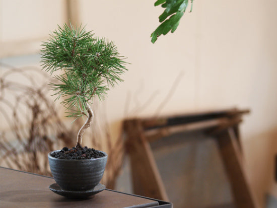 The bonsai styles – 盆栽妙 本店