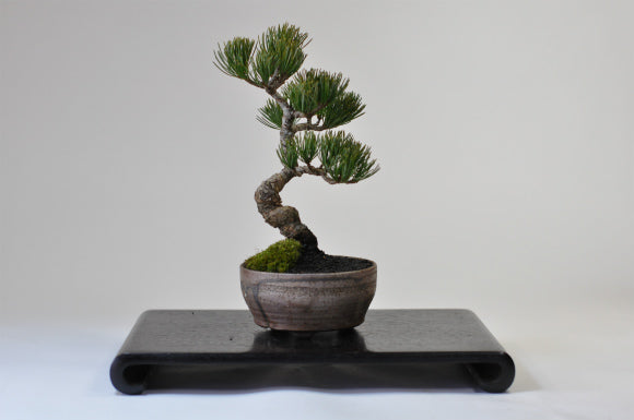 盆栽 Japanese bonsai JAPANESE BONSAI - 聖新陶芸株式会社｜栽培キットの企画・製造・販売