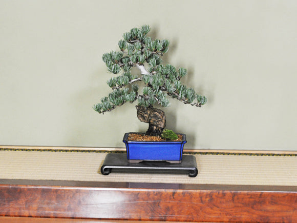 園芸と盆栽の違い – 盆栽妙 本店