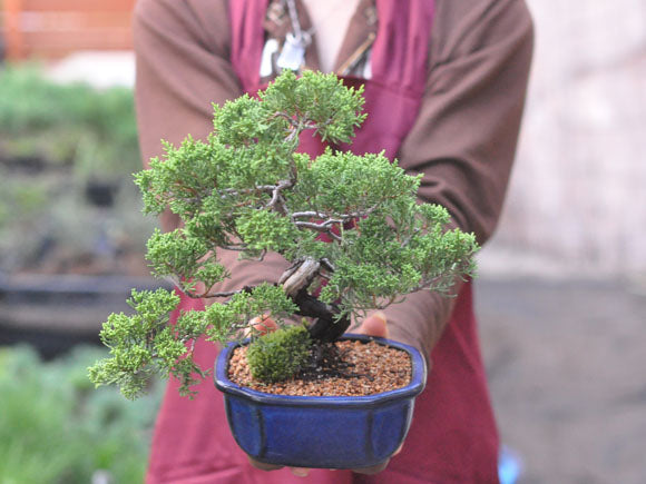 盆栽になる植物 – 盆栽妙 本店