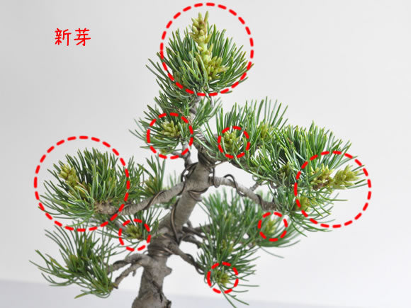 樹種別作業 五葉松の芽摘み