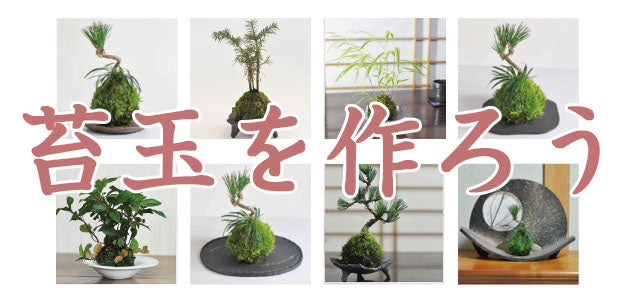 樹種別作業 苔玉の作り方 – 盆栽妙 本店