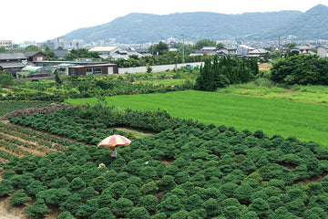 高松盆栽の歴史