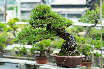 盆栽とは?はじめて興味を持った人が知っておきたい盆栽のこと