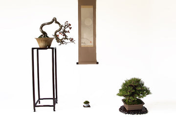 盆栽がもっと楽しくなる知っておきたい鑑賞の仕方5つのポイント