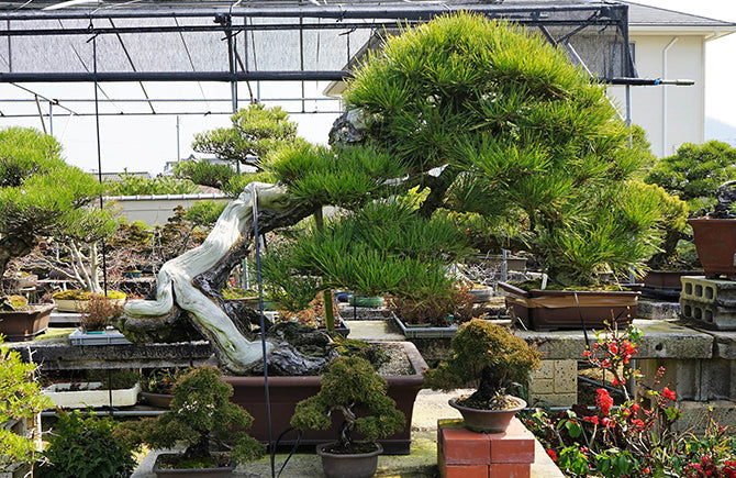 予約の取れない盆栽講師 清寿園