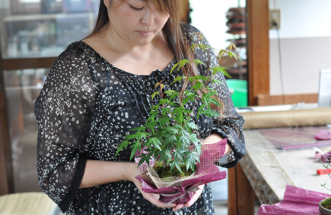 プレゼントに盆栽を贈るならこれ!シーン別盆栽の選び方と喜ばれる理由