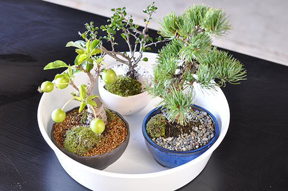 テクニック 夏場の水やり – 盆栽妙 本店