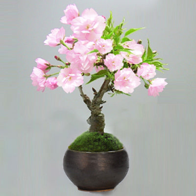 桜が咲きません。なぜでしょう?