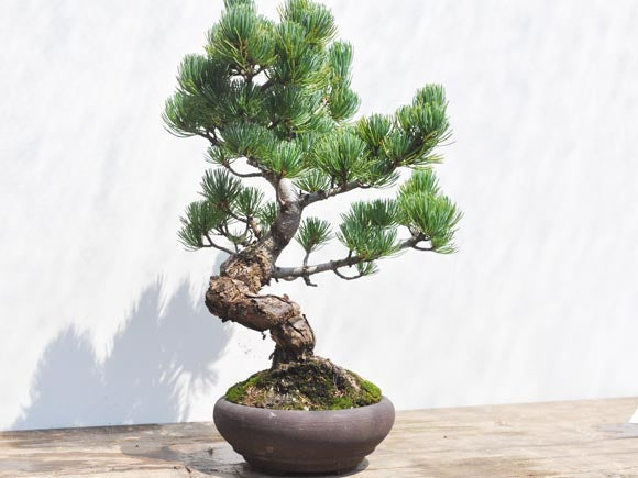 テクニック ねじ幹