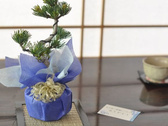 【結婚式用】ペアセット　長寿梅と五葉松の盆栽 合計4個【 ラッピング】
