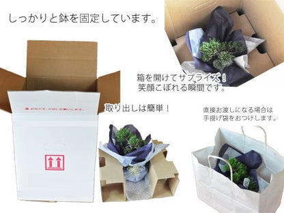 【結婚式用】ペアセット　長寿梅と五葉松の盆栽 合計4個【 ラッピング】