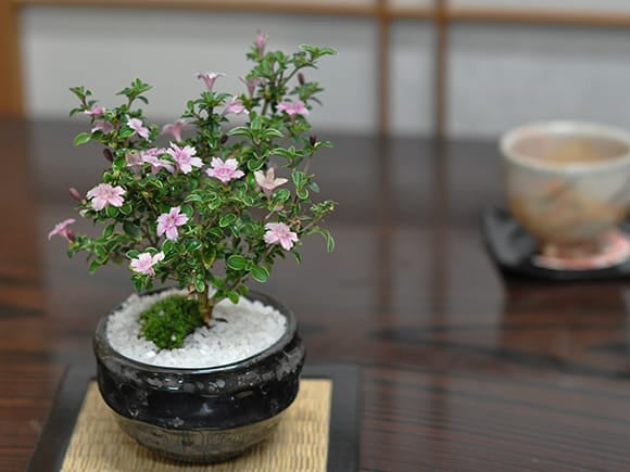 【父の日】お花の盆栽 ミニ香丁木 万古焼き天目鉢