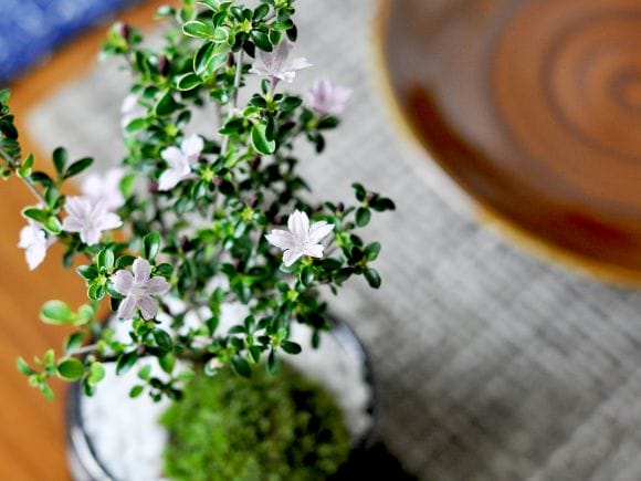 お花の盆栽 ミニ香丁木 万古焼き天目鉢
