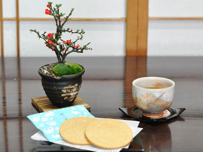 【母の日】和三盆ゴーフレットとミニ長寿梅 信楽焼つぼ鉢