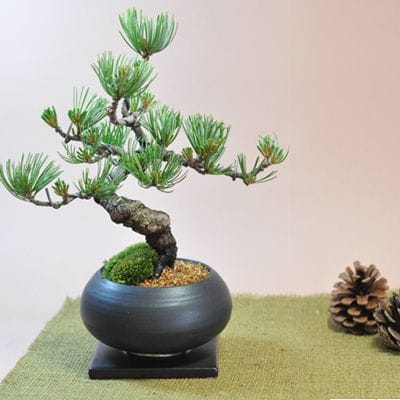 枝ぶりの良い五葉松 丸和鉢仕立て