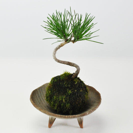 ミニ黒松の苔玉