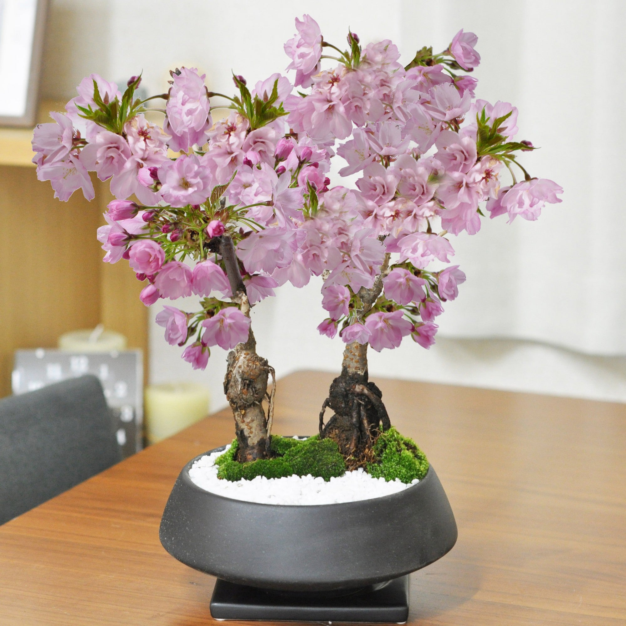 【開花調整】遅咲きの桜盆栽 2本立ち 漆黒浅丸【受皿付き】