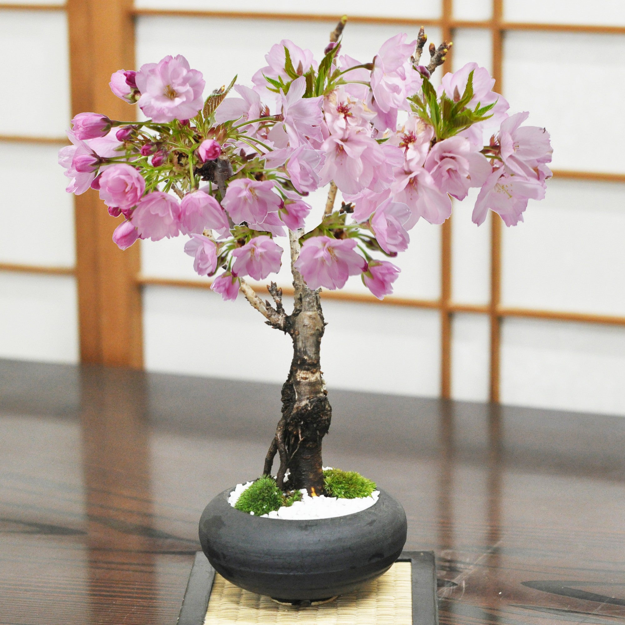 【開花調整】遅咲きの桜盆栽 和モダン 黒丸和鉢【天然石敷板付き】