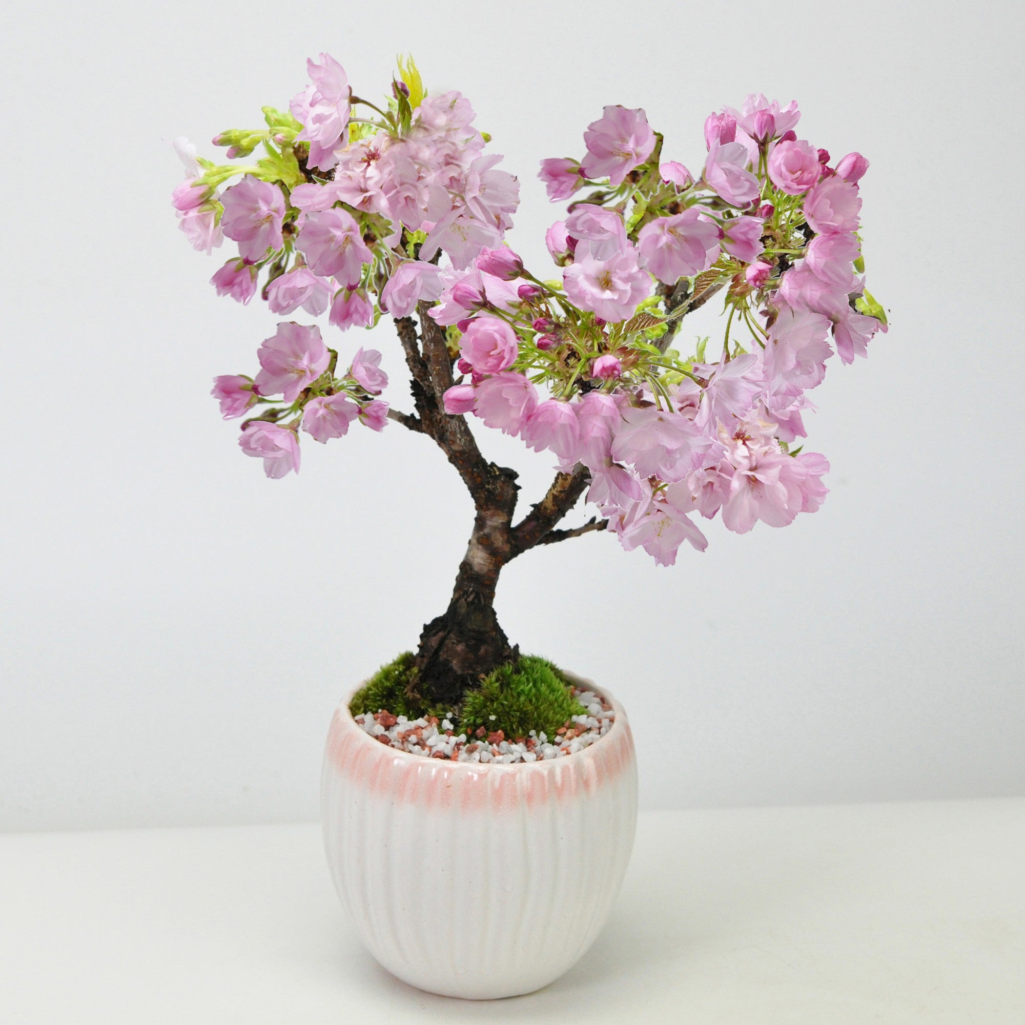 【母の日】開花調整 5月に咲く桜 白桃モダン鉢
