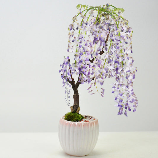 開花調整 5月に咲く藤 小サイズ 白桃モダン鉢