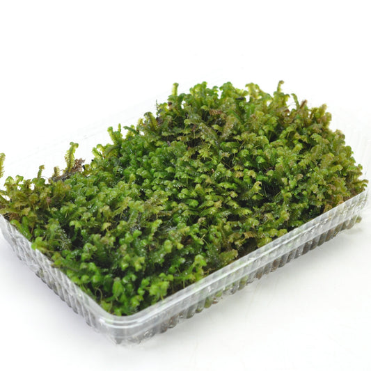 ムチゴケ(鞭苔)