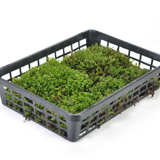 ムチゴケ(鞭苔)