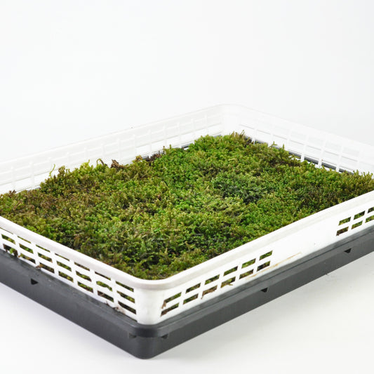 ムチゴケ(鞭苔)