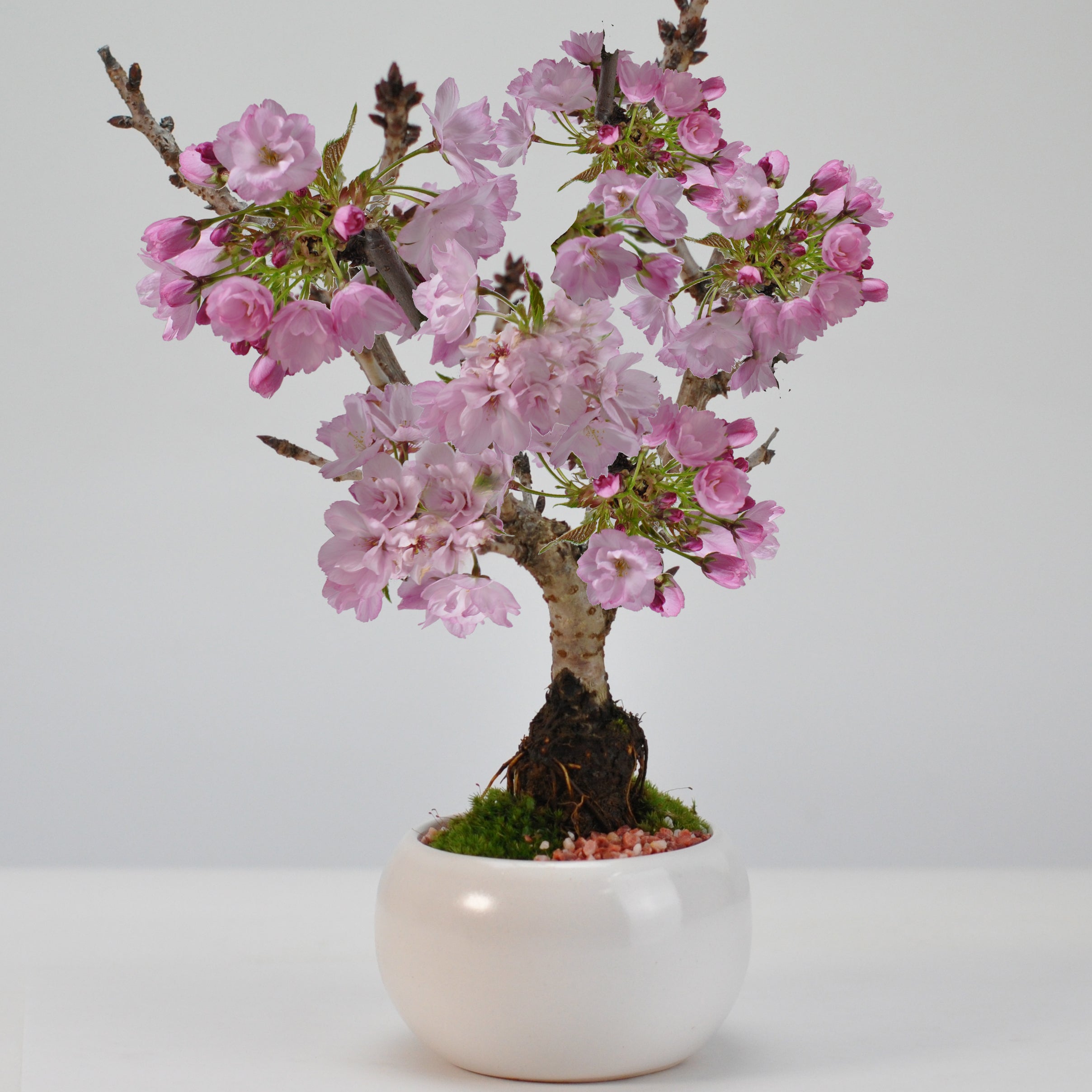 桜のモダン盆栽 白玉鉢
